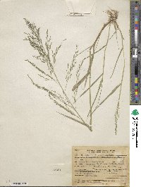 Eragrostis virescens image