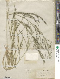 Eragrostis virescens image