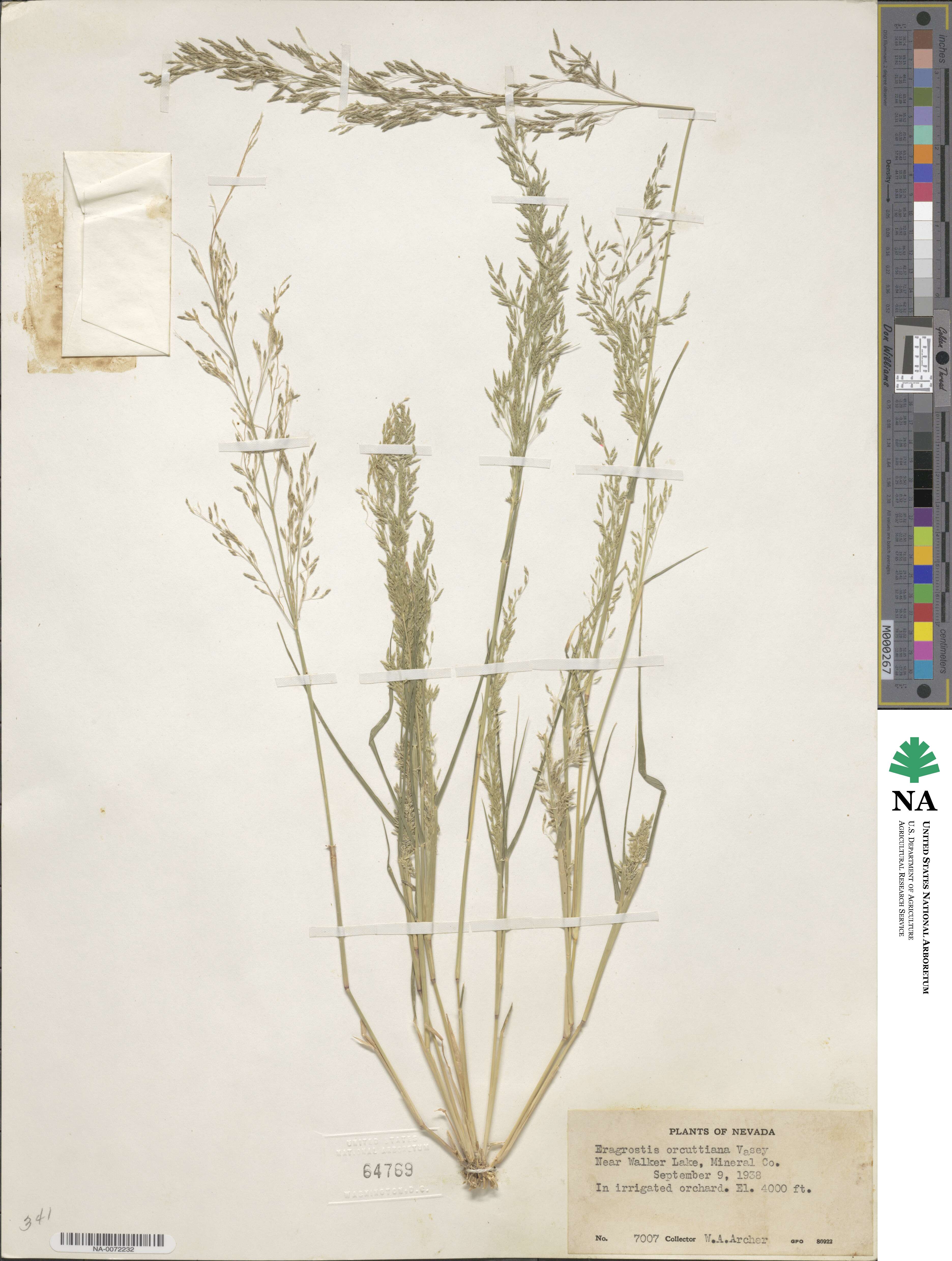 Eragrostis virescens image