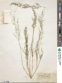 Eragrostis virescens image