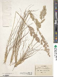 Eragrostis secundiflora image