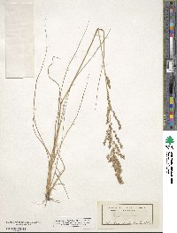 Eragrostis secundiflora image