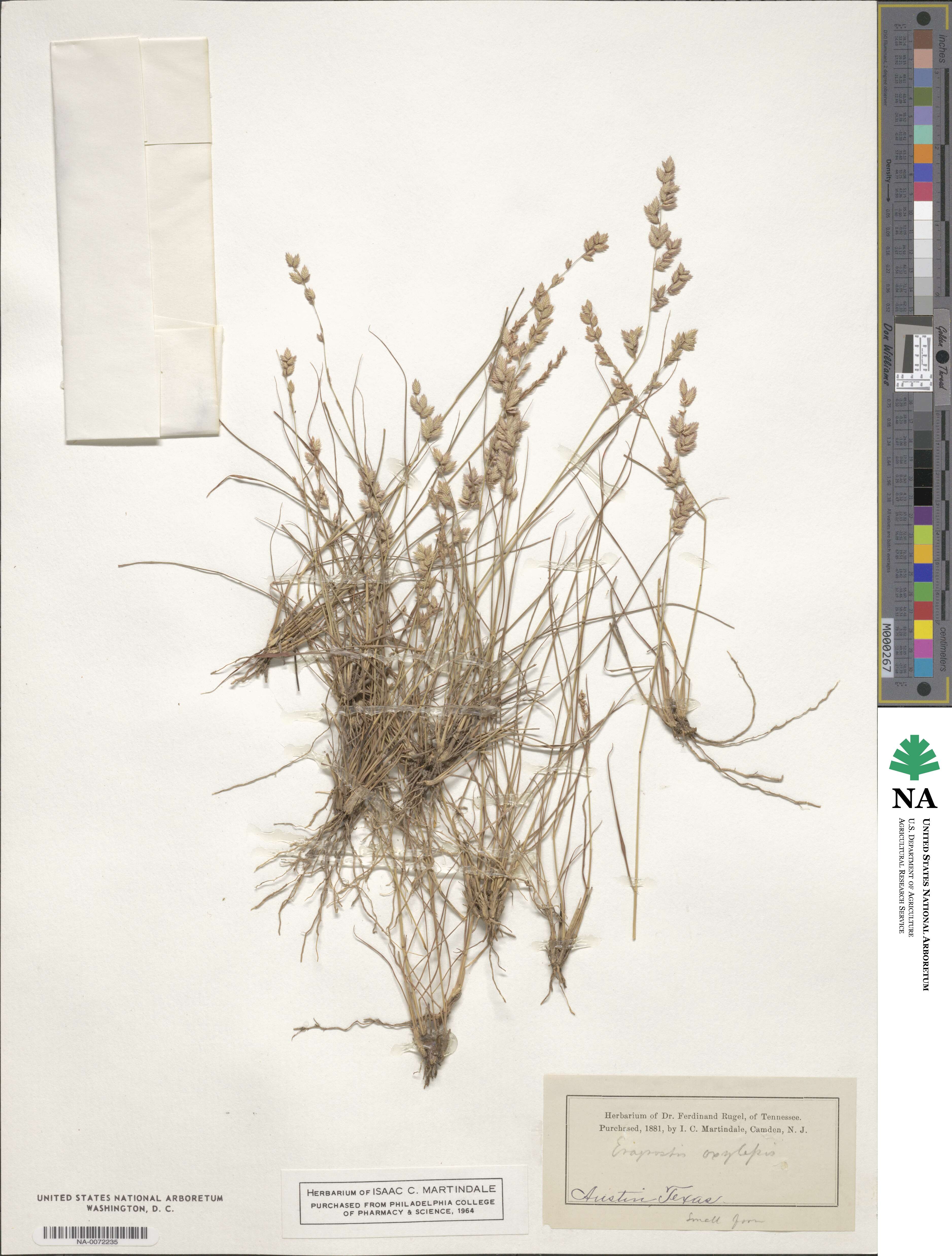Eragrostis secundiflora image