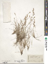 Eragrostis secundiflora image