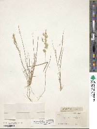 Eragrostis secundiflora image