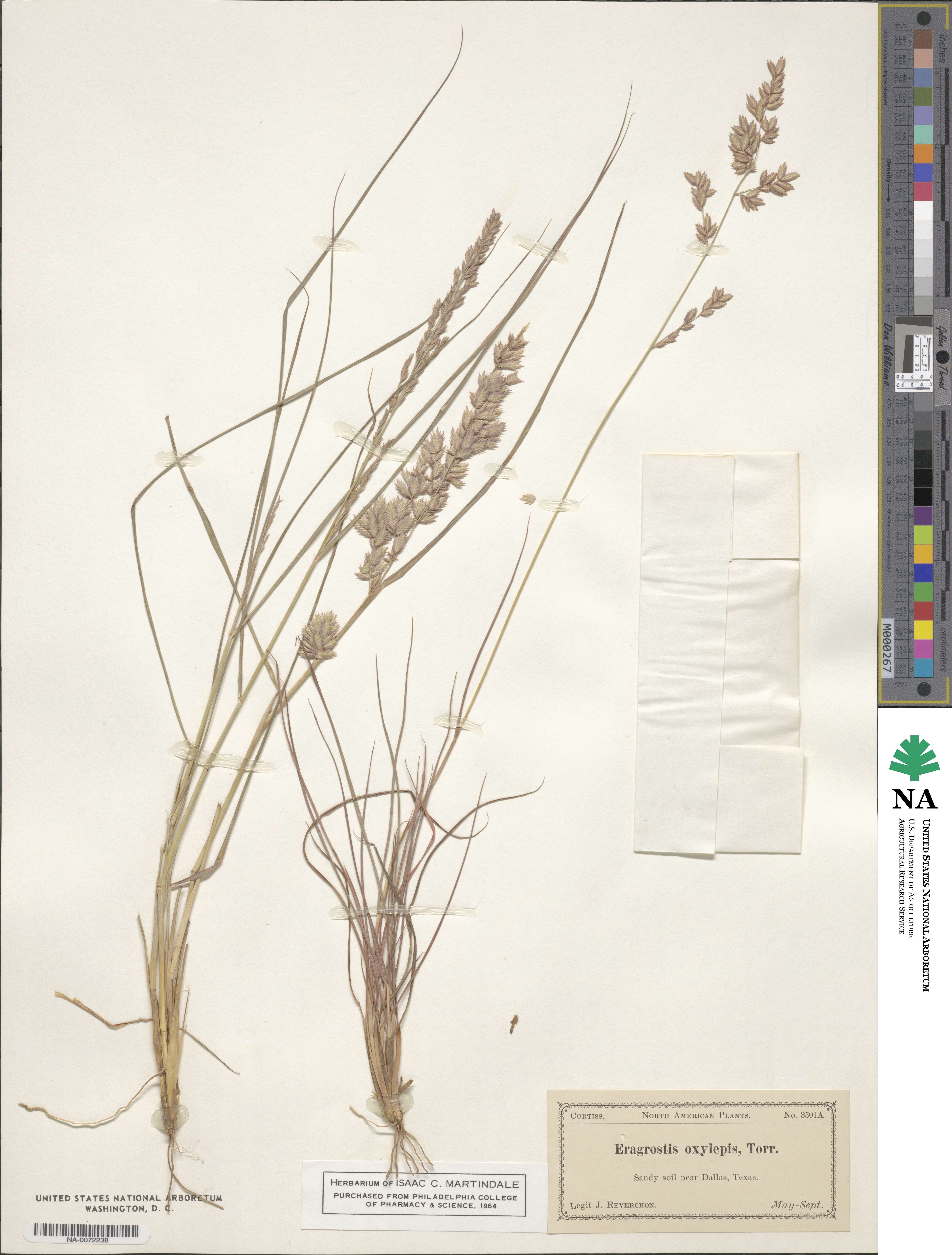 Eragrostis secundiflora image