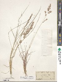 Eragrostis secundiflora image