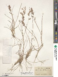 Eragrostis secundiflora image