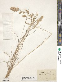 Eragrostis secundiflora image