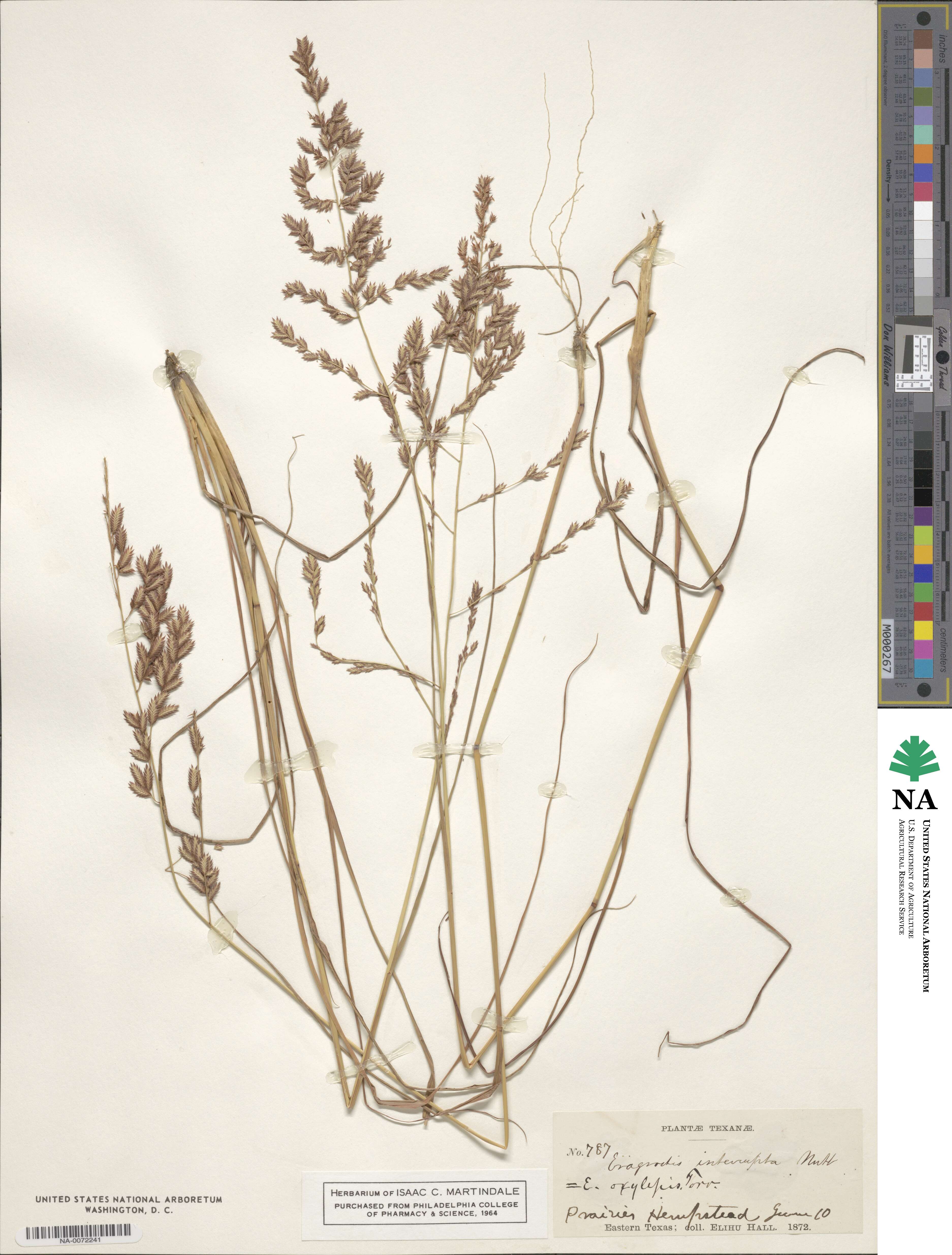 Eragrostis secundiflora image