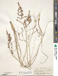 Eragrostis secundiflora image