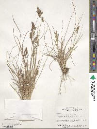 Eragrostis secundiflora image