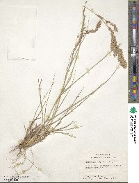 Eragrostis secundiflora image