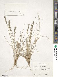 Eragrostis secundiflora image