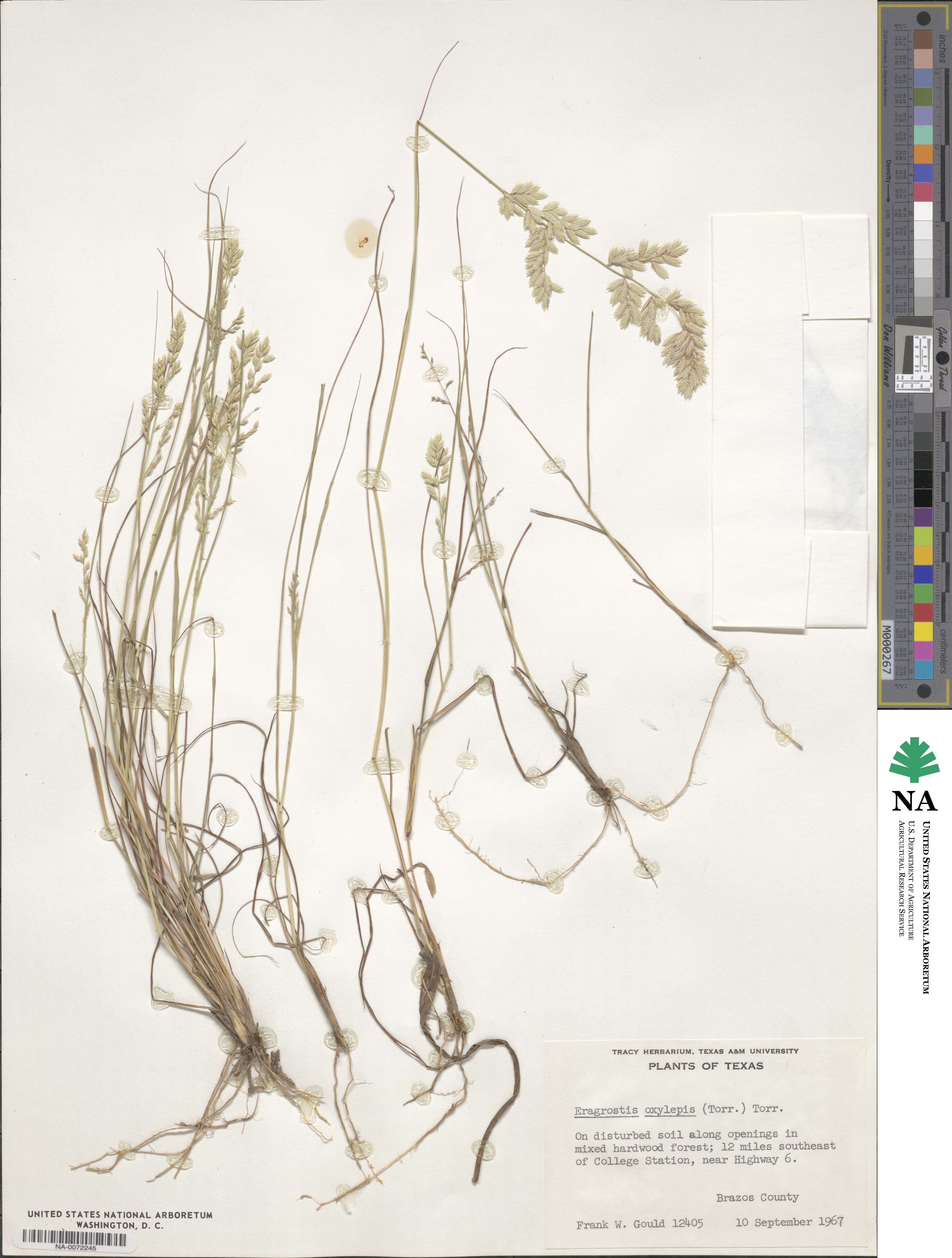 Eragrostis secundiflora image