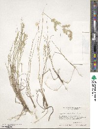 Eragrostis secundiflora image