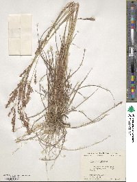 Eragrostis secundiflora image