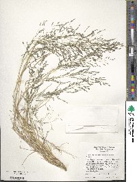 Eragrostis pectinacea image