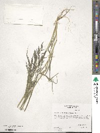 Eragrostis pectinacea image