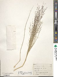 Eragrostis pectinacea image