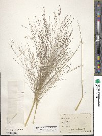 Eragrostis pectinacea image