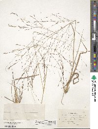 Eragrostis refracta image