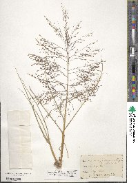 Eragrostis pectinacea image