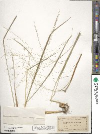 Eragrostis pectinacea image