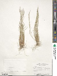 Eragrostis pectinacea image