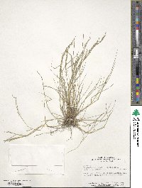 Eragrostis pectinacea image