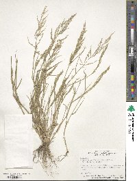 Eragrostis pectinacea image