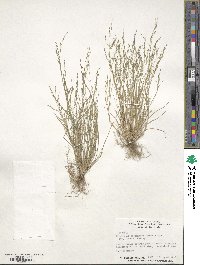 Eragrostis pectinacea image