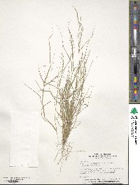 Eragrostis pectinacea image