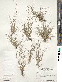 Eragrostis pectinacea image