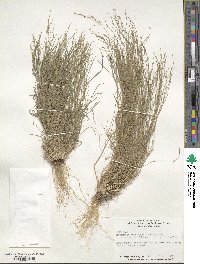 Eragrostis pectinacea image