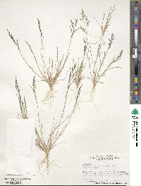 Eragrostis pectinacea image