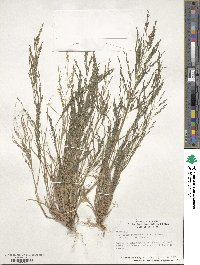 Eragrostis pectinacea image