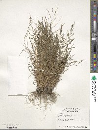 Eragrostis pectinacea image