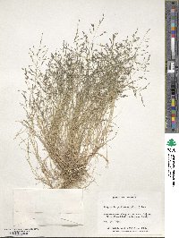 Eragrostis pectinacea image