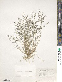 Eragrostis pectinacea image