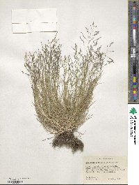 Eragrostis pectinacea image