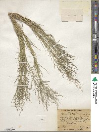 Eragrostis pectinacea image