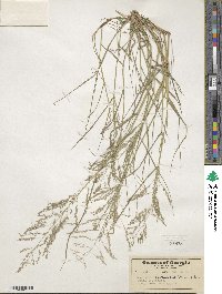 Eragrostis pectinacea image