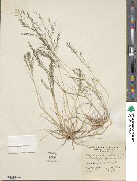 Eragrostis pectinacea image