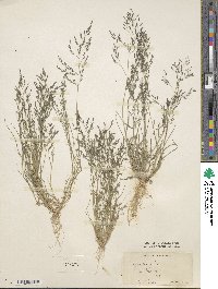 Eragrostis pectinacea image