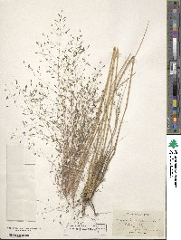 Eragrostis trichodes image