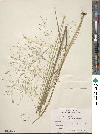 Eragrostis trichodes image