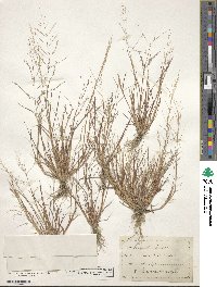 Eragrostis pilosa image
