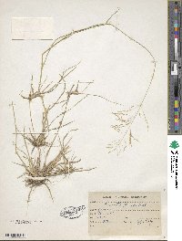 Eragrostis tenella image