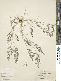 Eragrostis minor image